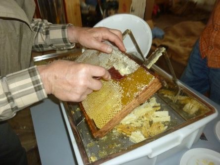 Bienenprojekt011b