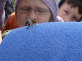 Bienenprojekt 07b