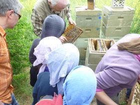 Bienenprojekt 09b