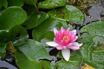Seerose 2017_b